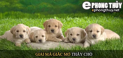 Giải mã giấc mơ thấy chó