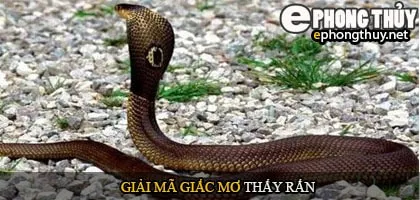 Giải mã giấc mơ thấy rắn