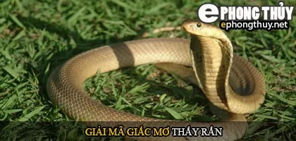 Giải mã giấc mơ thấy rắn