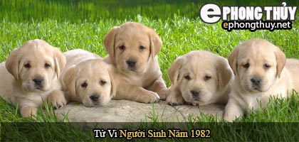 Tử vi người sinh năm 1982 Nhâm Tuất