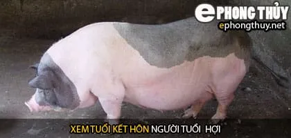 Xem tuổi hợi hợp với tuổi nào