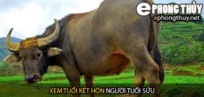 Xem tuổi sửu hợp với tuổi nào
