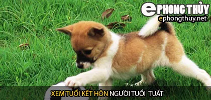 Xem tuổi tuất hợp với tuổi nào