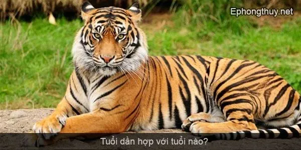 tuoi dan hop voi tuoi nao