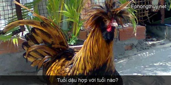 tuoi dau hop voi tuoi nao