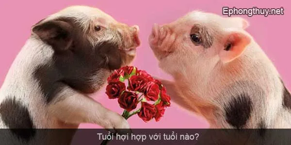 tuoi hoi hop voi tuoi nao