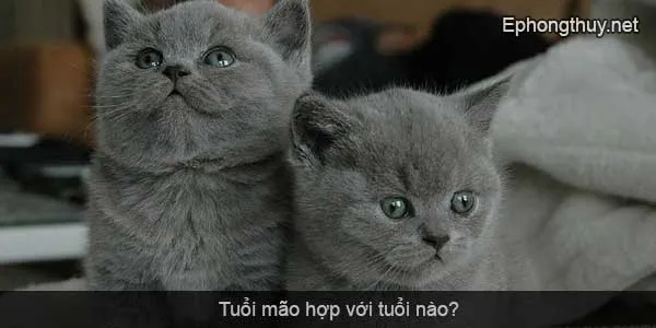 tuoi mao hop voi tuoi nao