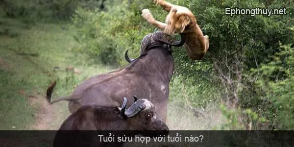 tuoi suu hop voi tuoi nao