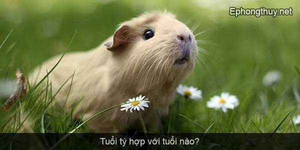 tuoi ti hop voi tuoi nao