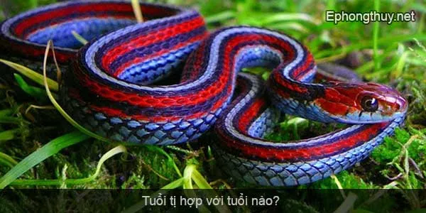 tuoi ti hop voi tuoi nao
